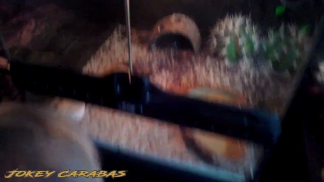 "ТЕРРАРИУМ"))) Мой первый поход!!! смотреть онлайн