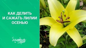 Посадка лилий с дёгтем. Как делить лилии