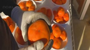 самая дорогая хурма мира - японская хурма урожай - Сухая хурма традиционных приготовления