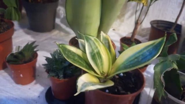 Задумала новую композицию из сансивьер и хавортий - санивьеры Мун Шайн и Ханни и новые хавортии смотреть онлайн