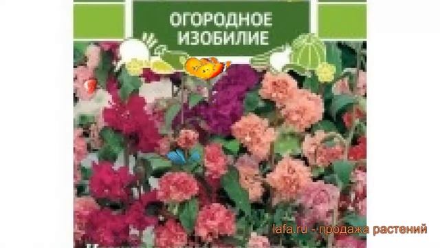 Кларкию изящная Очарование (ocharovanie) ? Очарование обзор: как сажать, семена кларкии Очарование