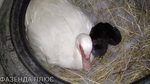 Копаю чеснок/Утка вывела цыплят ??