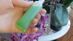 5 капель этого УДОБРЕНИЕ сотворит ЧУДО с вашими ОРХИДЕЯМИ, Пышное Цветение и СИЛЬНЫЕ орхидеи после