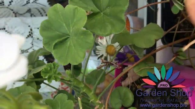 Comment enlever les feuilles jaunes des geranium (Pelargonium zonale white) смотреть онлайн