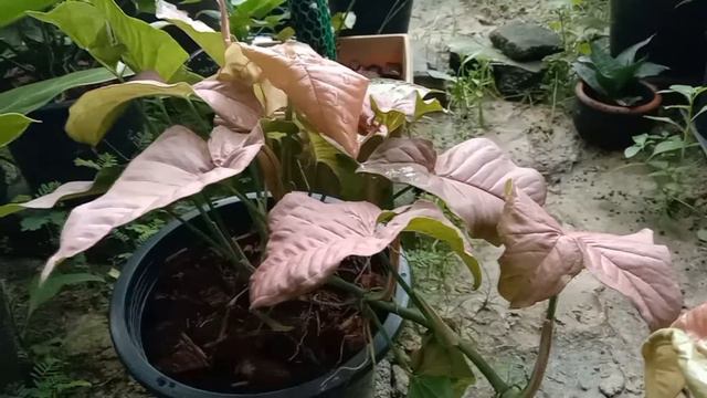 มือใหม่ปลูกออมชมพูต้องดูก่อน #ขยายพันธุ์ต้นออมชมพูง่ายๆ ออมชมพู💗 ( PINK SYNGONIUM) смотреть онлайн