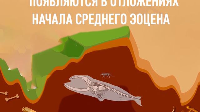 Китообразные. Урок 1. смотреть онлайн