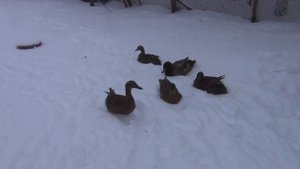 ПЕРВЫЙ СНЕГ - реакция АФРИКАНСКИХ коз