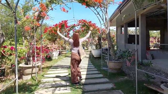Bougainvilea lots of varieties casabatik NUEVA ECIJA