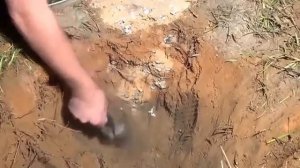 Что будет, если залить свинец в муравейник