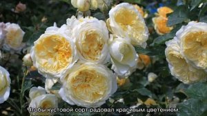Роза Пилигрим (The Pilgrim) — характеристики сортового кустарника