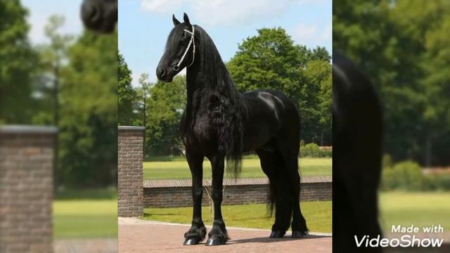 Моя любимая порода лошади.Фриз ❤❤❤ смотреть онлайн