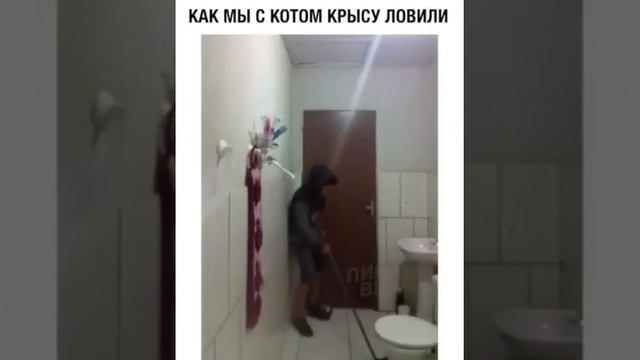 Ловим крысу с котом