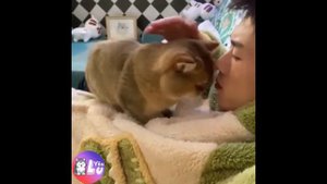 Кто круче? КОШКИ против СОБАК 💝😺🐶💝 Смешные и забавные кошки и собаки ##