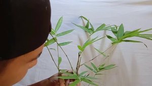 Bamboo bonsai|how to make Chinese bamboo bonsai+wiring bamboo bonsai