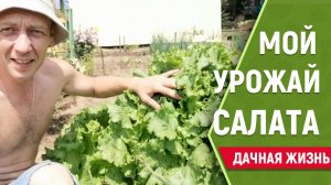 Мой урожай салата и обзор растений на даче в июле