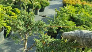 стрижка можжевельника Блю альпс в топиарную форму  )часть 2