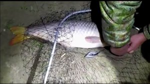 Рыбалка на трофейного сазана на нижней Волге Харабали