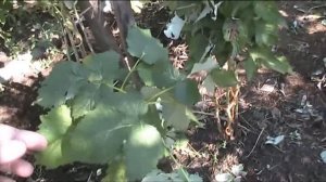 готовим штамбовую малину к зиме