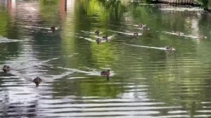 "Я люблю Тебя, Боже, люблю всей душой"    Сборник «Песнь Возрождения» № 32