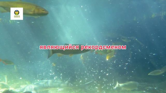 РЫБА: полезно или нет #рыба #пользарыбы #вредрыбы #ютуб #youtube