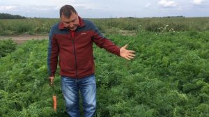 Лучшее от Seminis:  морковь нантского типа Карлано для хранения