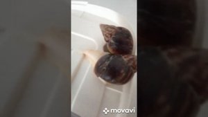 Что делать если шелушится раковина? 6 советов для улиток