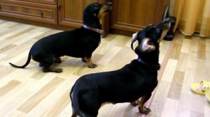 Дрессировка такс,- забавы ради.