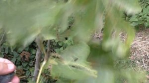 Инжир. Чёрный Поздний ( VdS). 22