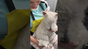 ПОРОДНЫЙ ТРИММИНГ ВЕСТ ХАЙЛЕНД УАЙТ ТЕРЬЕРА