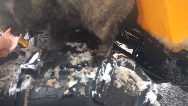 Guepard и кот смотреть онлайн