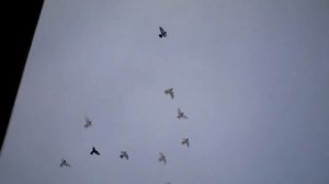 Бойные голуби КАЗАХСТАНА. Форму надо держать.