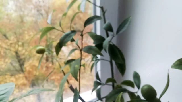 Кумкват на подоконнике созривание плодов смотреть онлайн
