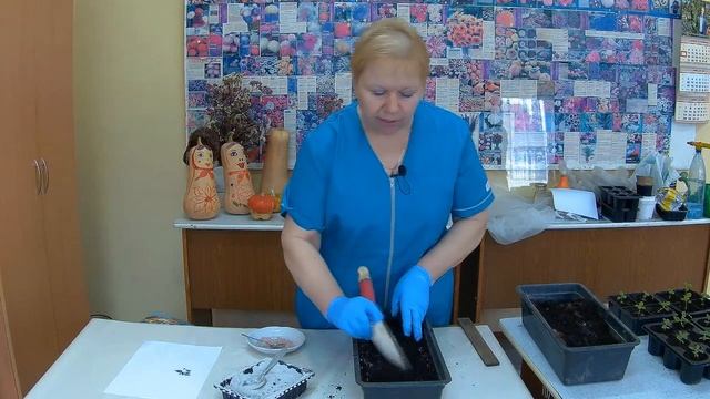 Посев Георгин. Как правильно посадить семена Георгины. смотреть онлайн