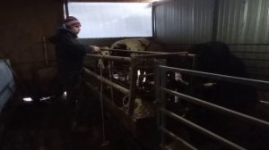 Реализация и продажа мяса. На сколько продал и выгодно ли  продавать самому !??