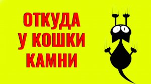 Как снизить шанс появления у кошки МКБ (мочекаменной, струвиты). Читайте описание