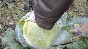 СОБИРАЮ УРОЖАЙ КАПУСТЫ! ЭТОТ СОРТ КАПУСТЫ НЕ ПОДВОДИТ!
