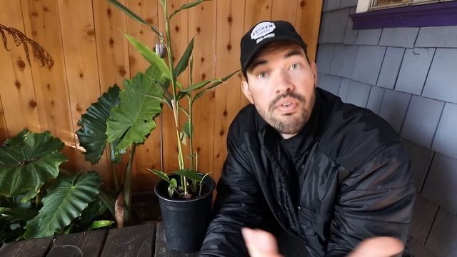 How to Grow Ginger in Containers And Get a Huge Harvest смотреть онлайн