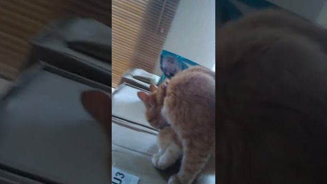 Кошечка Рыжа Не очень Любит Сниматься.. Но ей вроде понравилось... смотреть онлайн