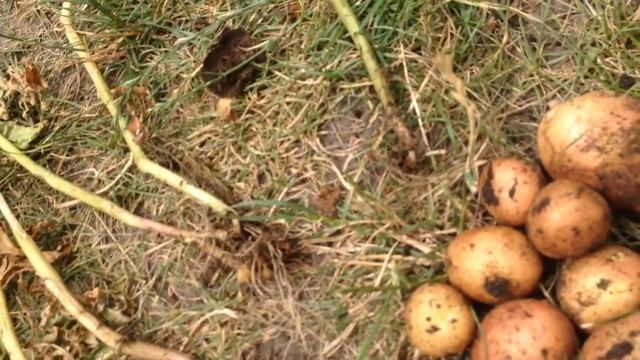 Урожай картофеля из обрезков смотреть онлайн