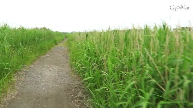 Как Чеполинки зарабатывают на жизнь в Японии )) смотреть онлайн