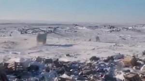 Белый медведь нападает на малыша