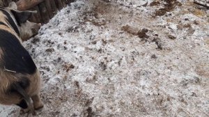 🐖Не покупайте кастрированных поросят🐖🐖🐖🐖