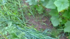 Выращивание огурцов. Мульчирование.