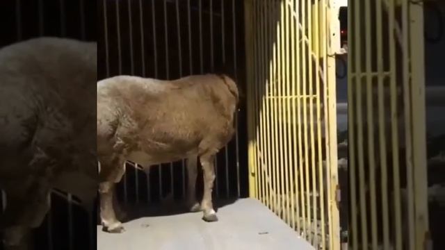 Баран 215 кг.Порода Гиссар. Экспорт из РФ. смотреть онлайн