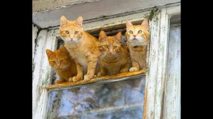 Приколы с котами – Смешная озвучка животных – Кот Мурзик и Самое смешное видео в мире PSO