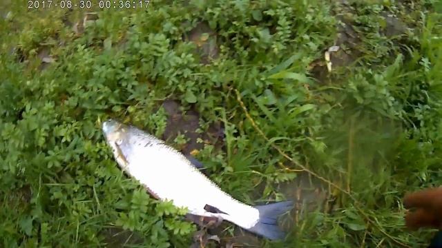 Самая крупная щука и продуктивная рыбалка сезона (1620 грамм щука, жерех 1260 грамм) смотреть онлайн