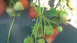 МАРМОЛАДА ОНЕБОР - малоизвестный но, как выяснилось, отличный сорт клубники.... Удивил! ))