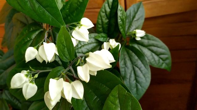 Клеродендрум Томпсона продолжает набирать бутоны смотреть онлайн