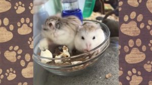 СМЕШНЫЕ ХОМЯЧКИ//НАСТЯ И ПАПА//ПРИКОЛЫ С ХОМЯЧКАМИ//КАНАЛ ХОМКИ//hamster