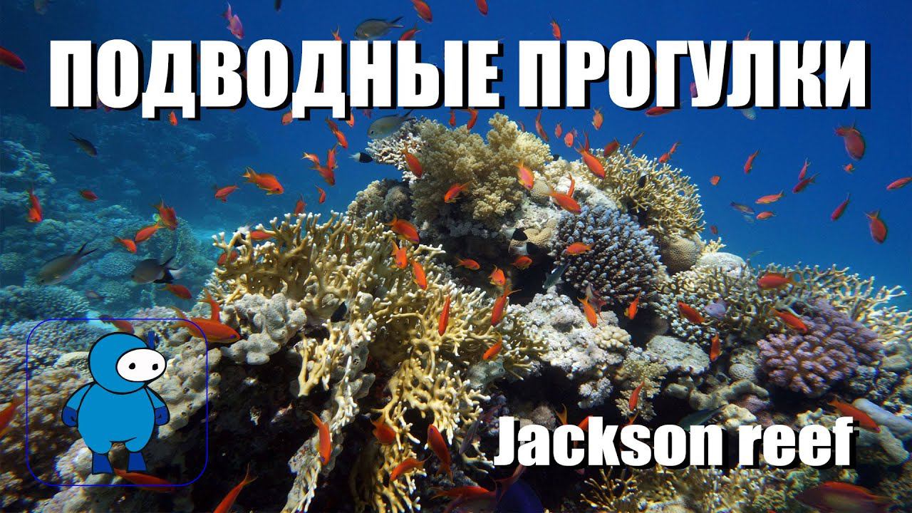 Морская черепаха на Jackson reef. Дайвинг в Шарм эль Шейхе. смотреть онлайн